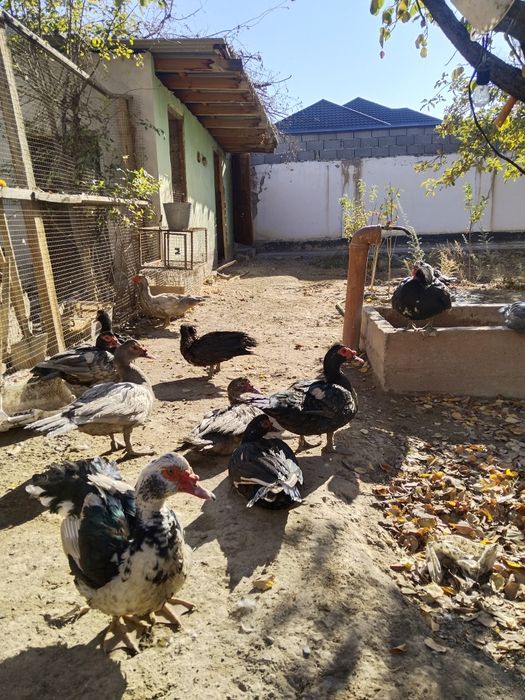 Индоуткалар сатылады Изумруд