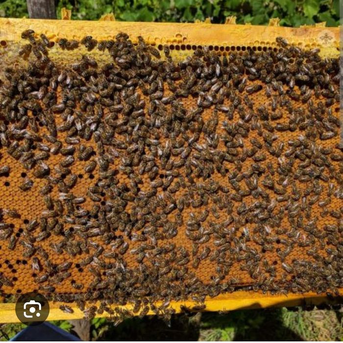 Vând familii albine