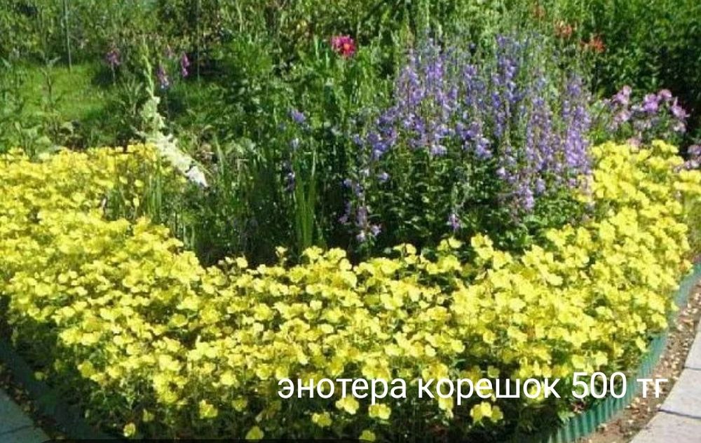 Гибискус многолетний/в сад/
