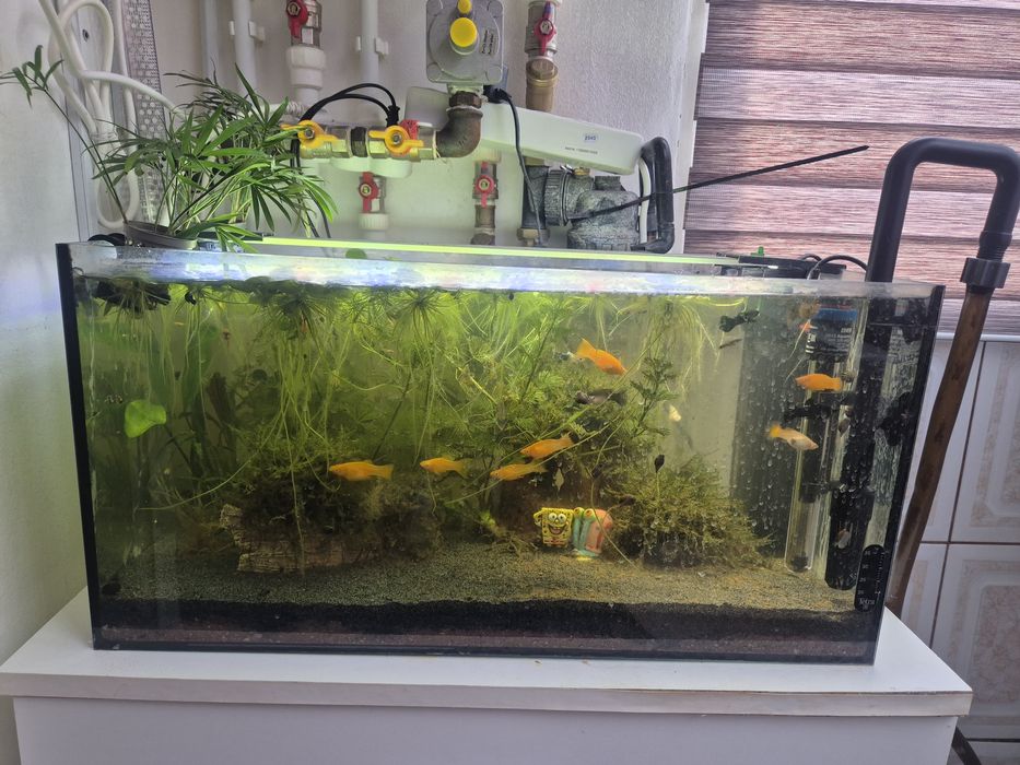 Acvariu 55L echipat complet