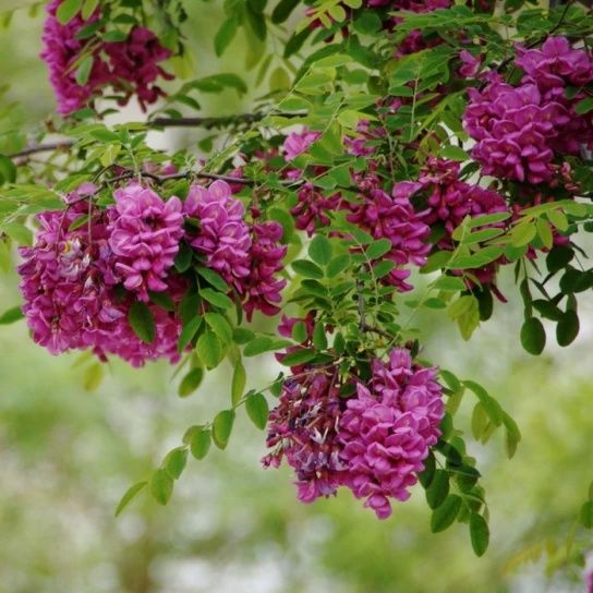 Salcam globular rouge