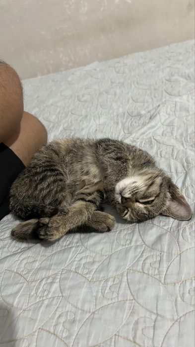 Котенок мальчик приучен к лотку
