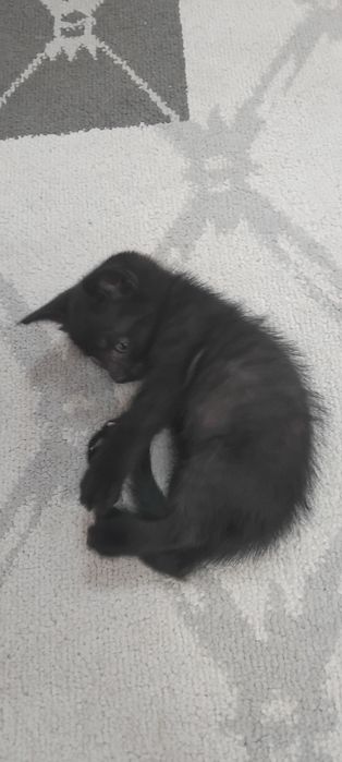 Отдам даром прекрасных котят