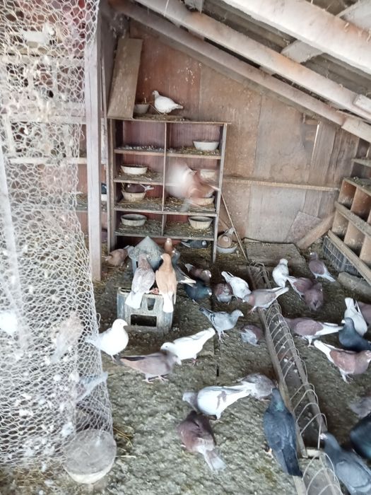 Vând porumbei de frumusete