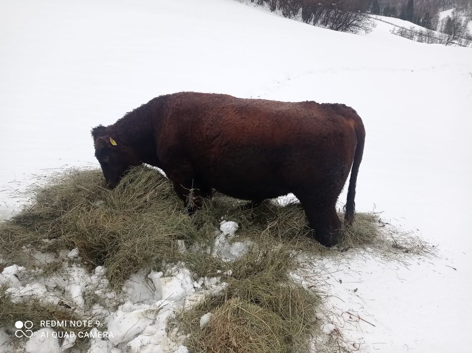 Vând taur Angus de doi ani