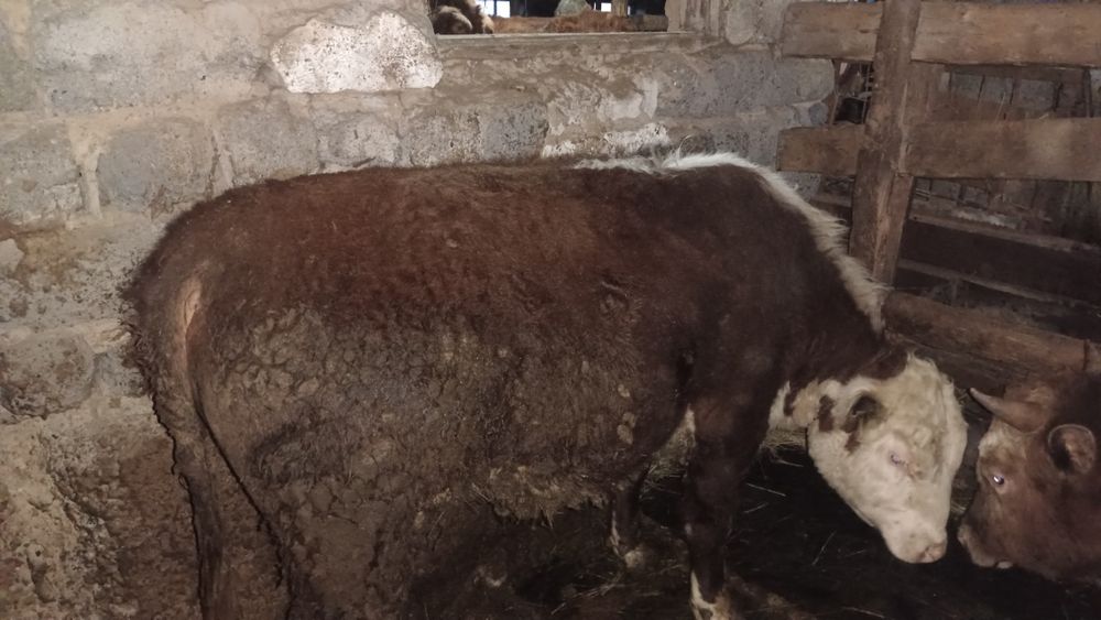 Продам бычки на мясо