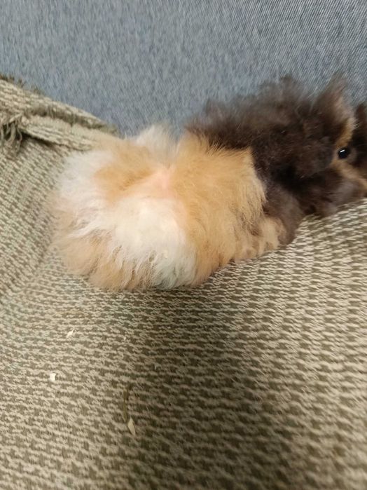 Морски свинчета альпако, розетка