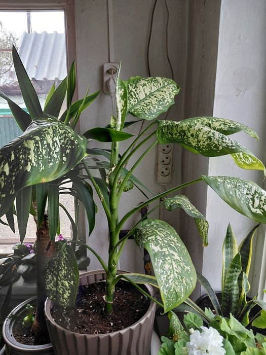 Продам отличные цветы для декора дома