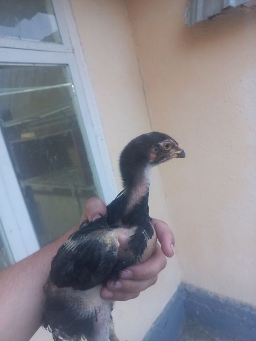 Sotiladi toza qonla zoti toza