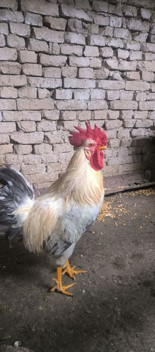 Питухи, в наличии 8 штук