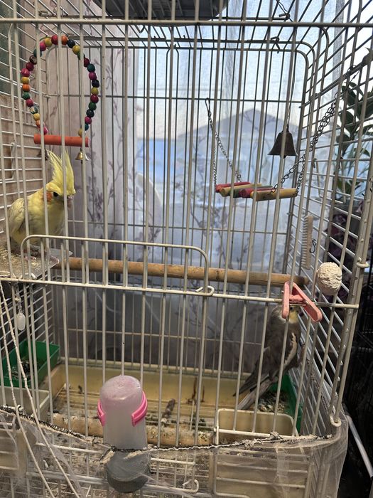 Продам попугаев Корелла