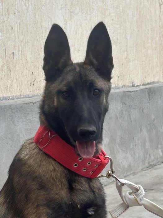 Белькийская овчарка