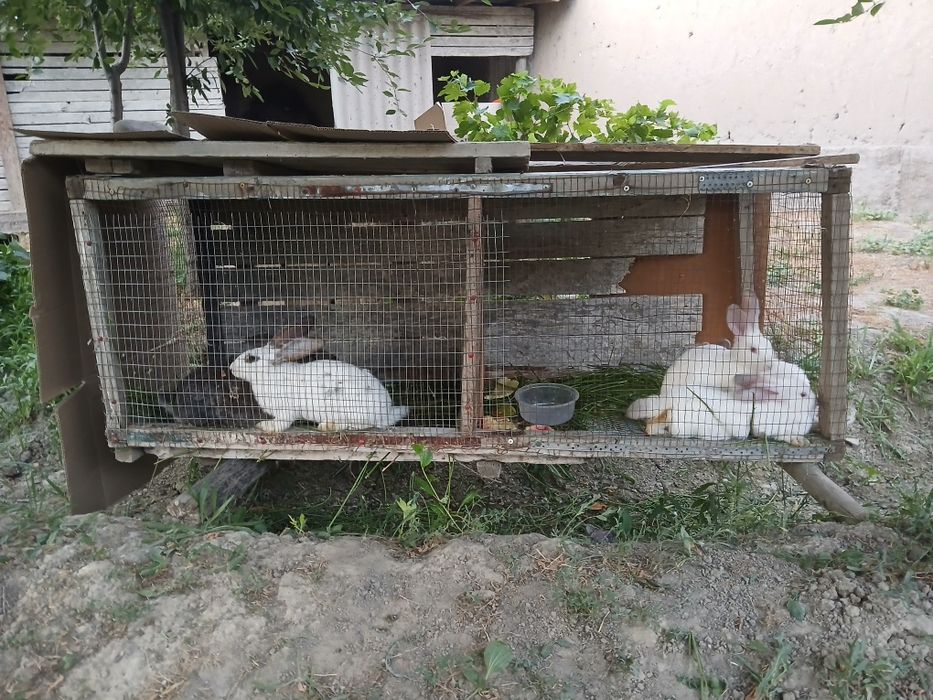 6 ta quyon sotiladi 3 tasi 2.5 oylik 3 tasi 2 oylik