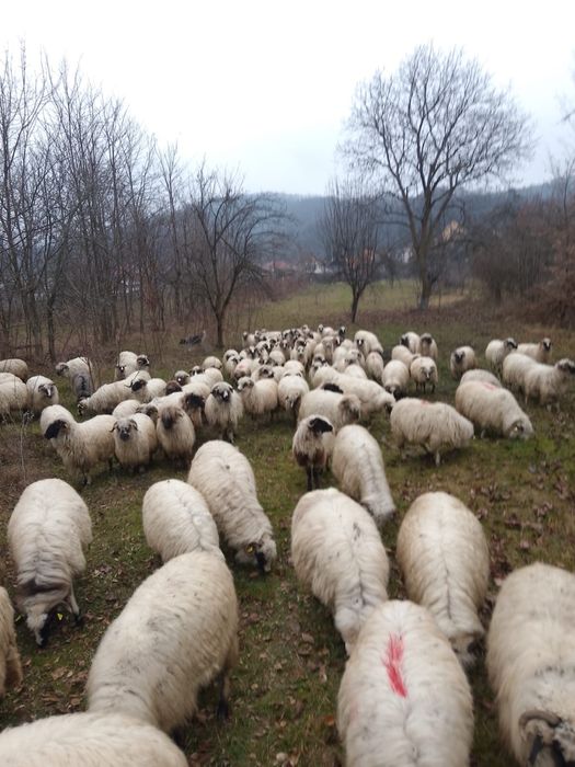 Vând 20 de oi gestante 4 berbeci și 3 berbecuți