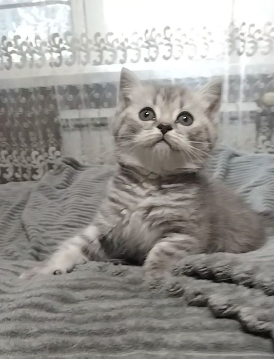 Девочка. Скоттиш страйт.