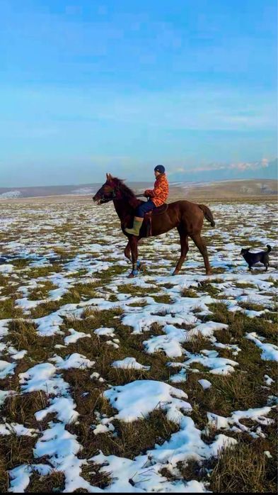 Продам лошадь 2 млн или обмен предлогайте варианты