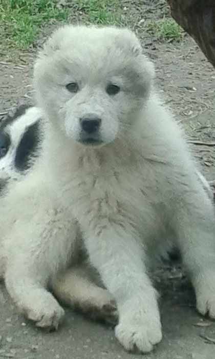 Продавам кученца Алабай(Средноазиатска овчарка)Чистокръвни!