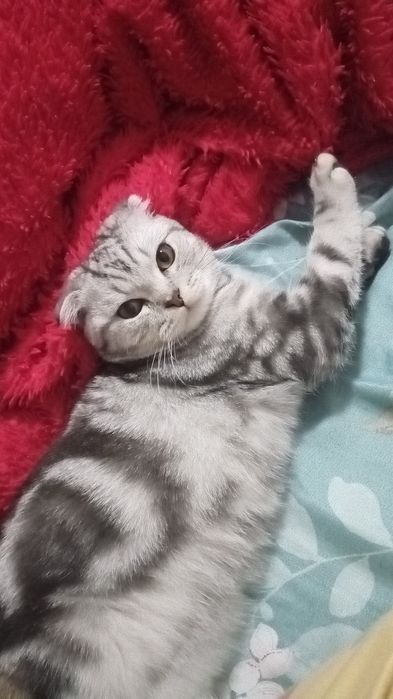 Ищу кошку для вязки