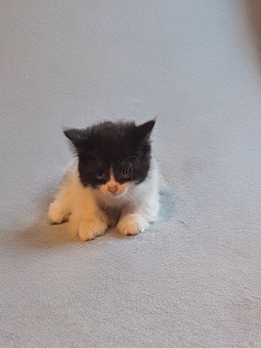 Котята от мамы крысолова