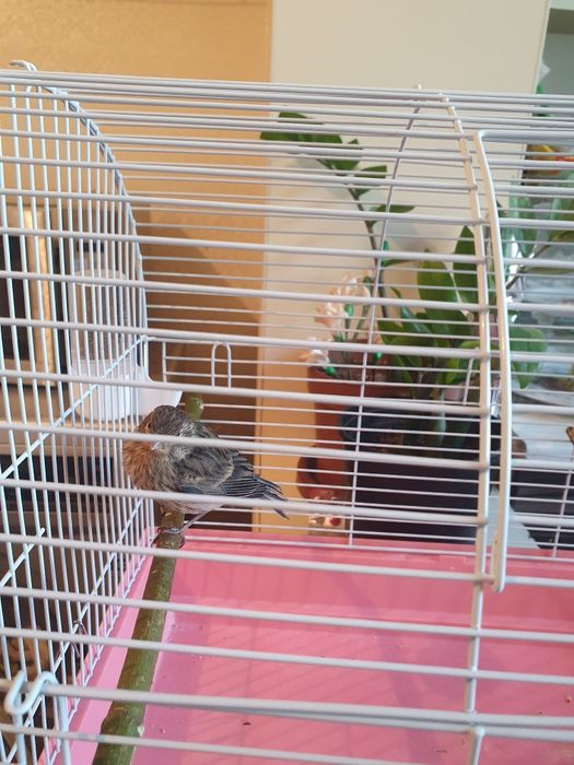 Продаю канарейку