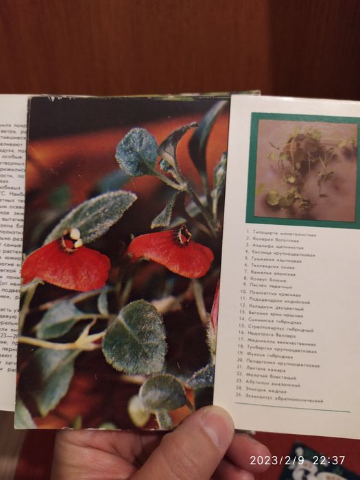 Комнатные растения , зелёная аптека, декоративные растения