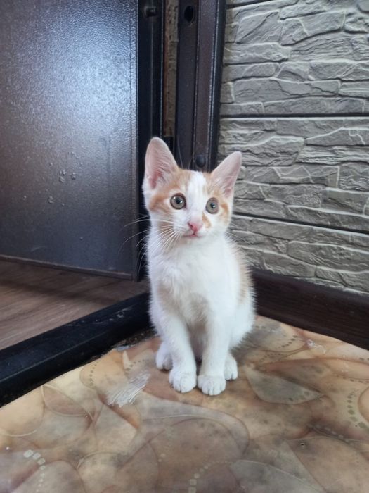 отдам котенка (девочка)