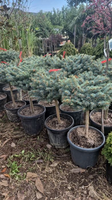 Thuia leilandi  prunus