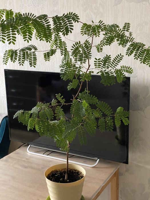 Тамаринд  ( семейство бобовых)