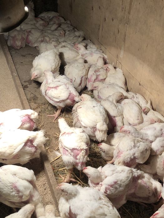 Бройлер коб 500 сатылады