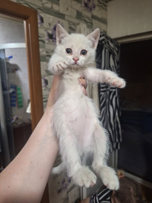 Отдам в хорошие руки котят