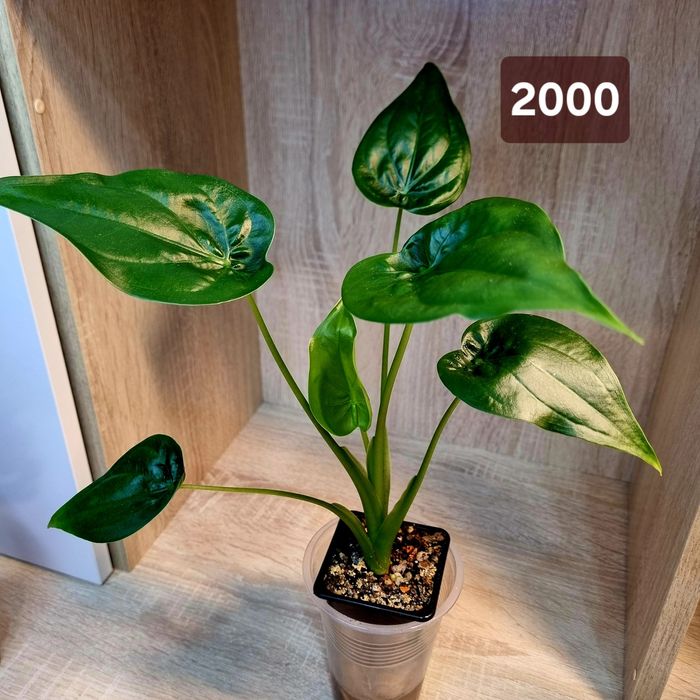 Алоказия Кукулата