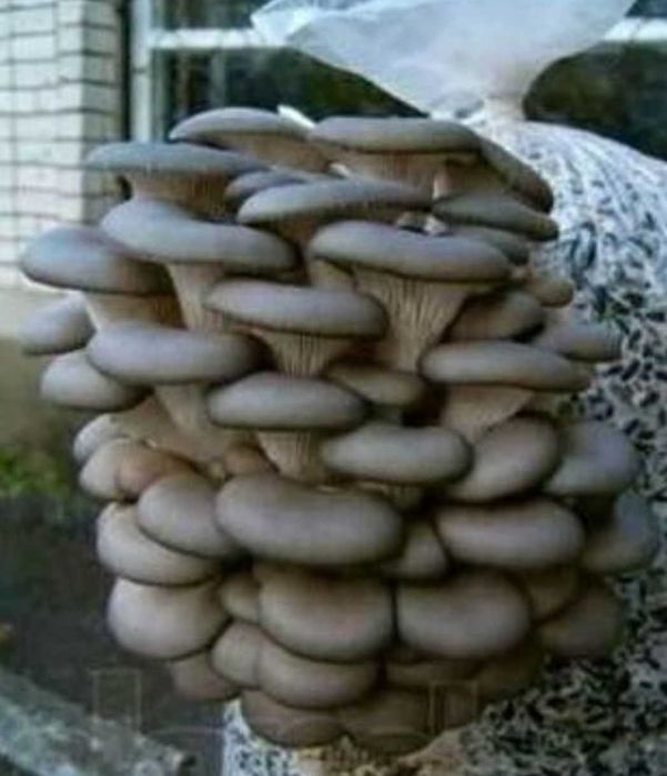 Янги узилган Кузикорин сотилади.(вешенка)