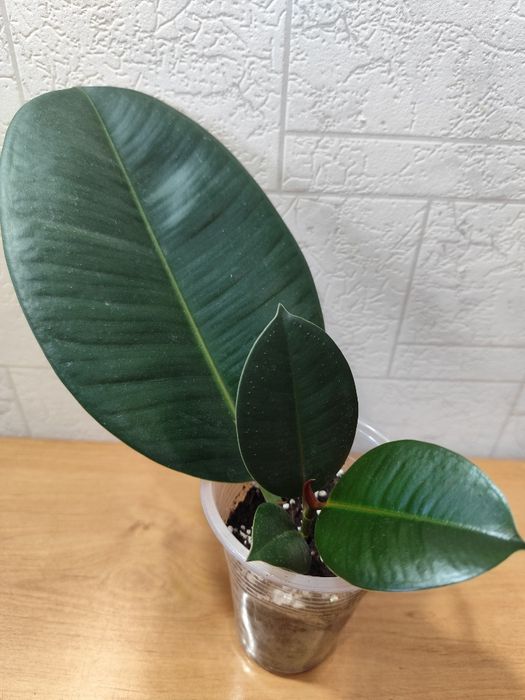 Фикус каучуконосный