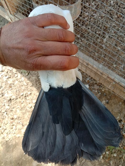 Хар-хил каптарлар сотилади