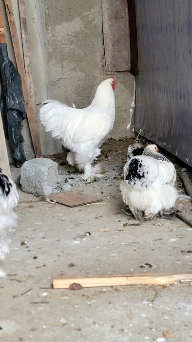 Гигант брама  хурозлар сотилади