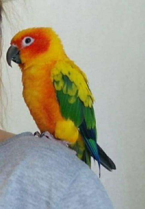 Солнечная Аратинга