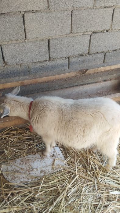 Ешки сатылады! Жагдайы жаксы