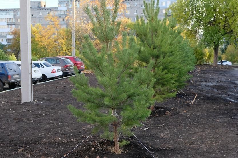 Саженцы сосна сирень