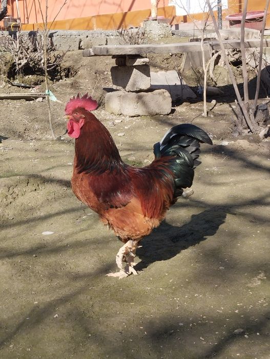 Sog'lom qizil Xo'roz