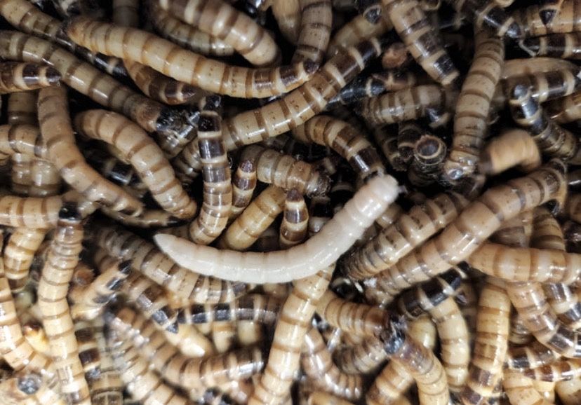 Зоофобас- живой питательный корм