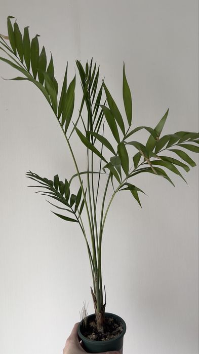 Дипсис хамедорея пальма 80-90 см