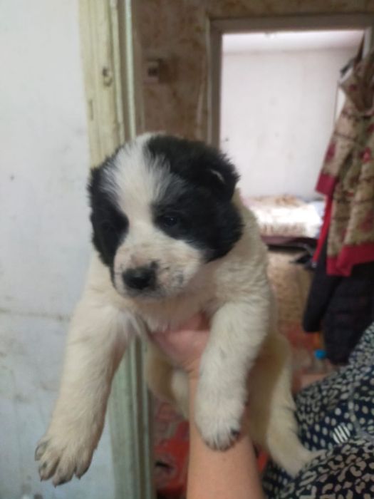 Продам щенка Алабая