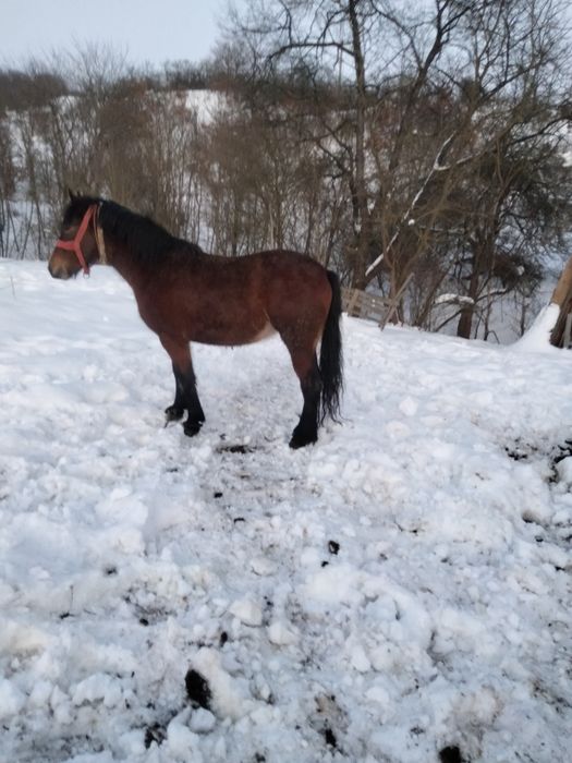Mînză De Doi ani și șapte luni cu acte
