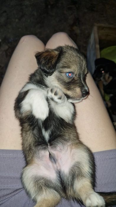 Щенки в добрые руки