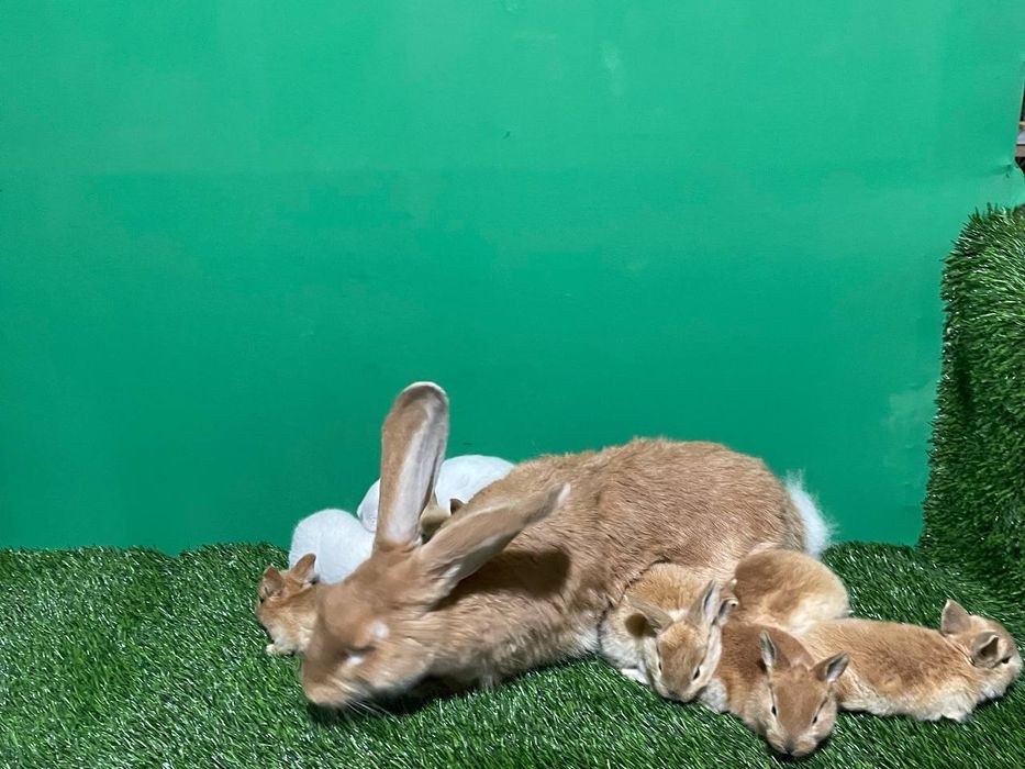 Burgunt zotli quyonlar Sotiladi