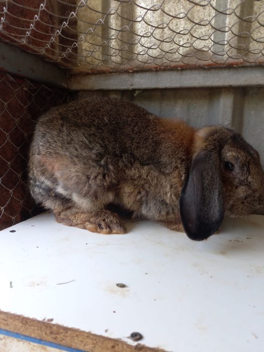 Кролл   Заяц.