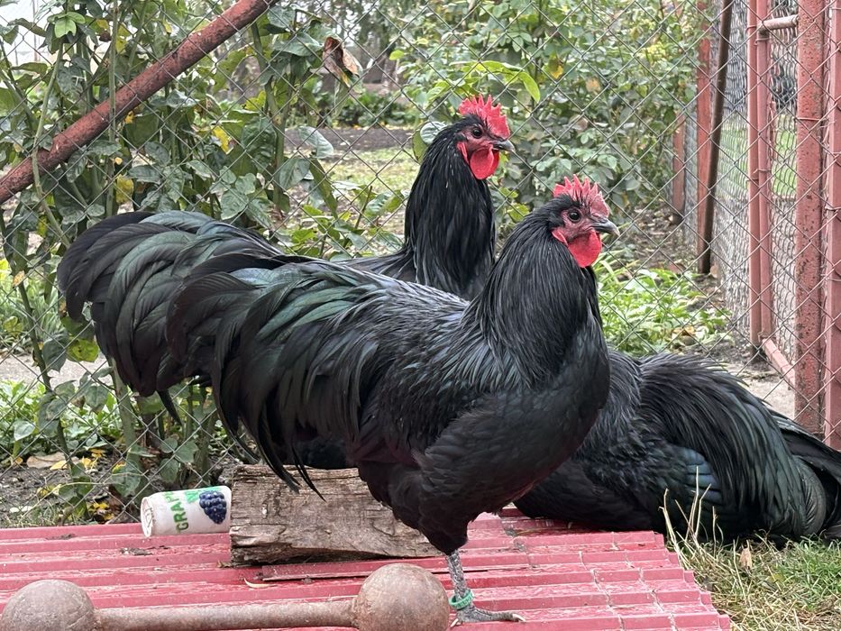 Oua incubat australorp