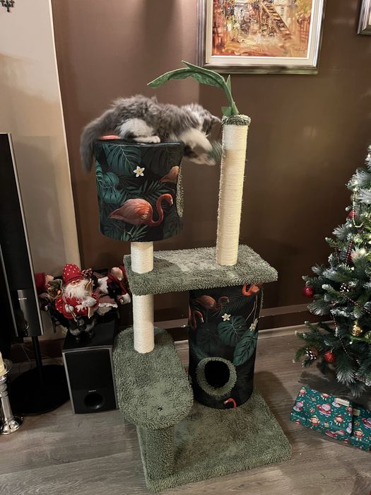 Котешка катерушка - нова