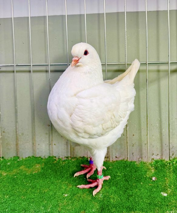 Porumbei King American