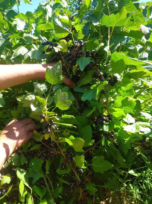 Toliq metrajli rus porno